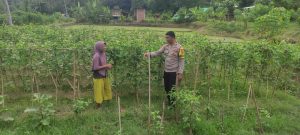 Bhabinkamtibmas Manemeng Lakukan Pendampingan Pengelolaan Pekarangan Pangan Bergizi Bhabinkamtibmas Manemeng Lakukan Pendampingan Pengelolaan Pekarangan Pangan Bergizi