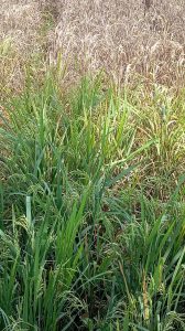 Petani Brang Rea Desak Pemda Serius Tangani Wabah Wereng, Sejumlah Lahan Terancam Gagal Panen