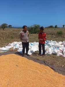 Bhabinkamtibmas Tatar Dampingi Petani Panen Jagung, Wujud Dukungan Ketahanan Pangan Bhabinkamtibmas Tatar Dampingi Petani Panen Jagung, Wujud Dukungan Ketahanan Pangan
