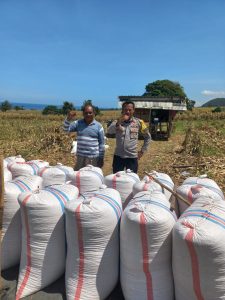 Bhabinkamtibmas Tatar Dampingi Petani Panen Jagung, Wujud Nyata Dukungan Polri terhadap Ketahanan Pangan Bhabinkamtibmas Tatar Dampingi Petani Panen Jagung, Wujud Nyata Dukungan Polri terhadap Ketahanan Pangan