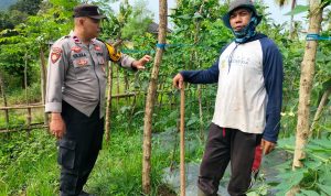 Bhabinkamtibmas Arab Kenangan Monitoring Ketahanan Pangan Warga, Dukung Program Swasembada